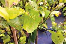 Pear Leaf Blister Mite - image: Dove Associates